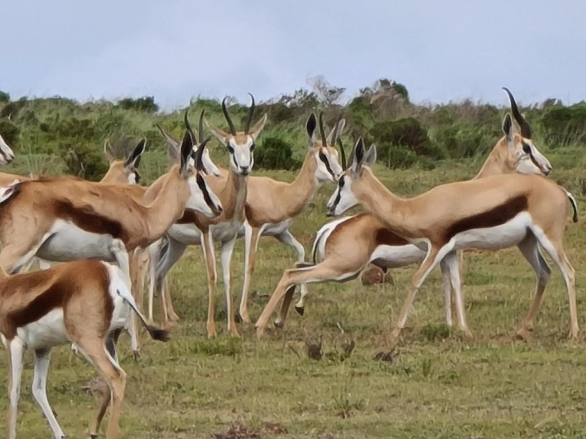 Indalu Game Reserve Boggomsbaai Exterior photo