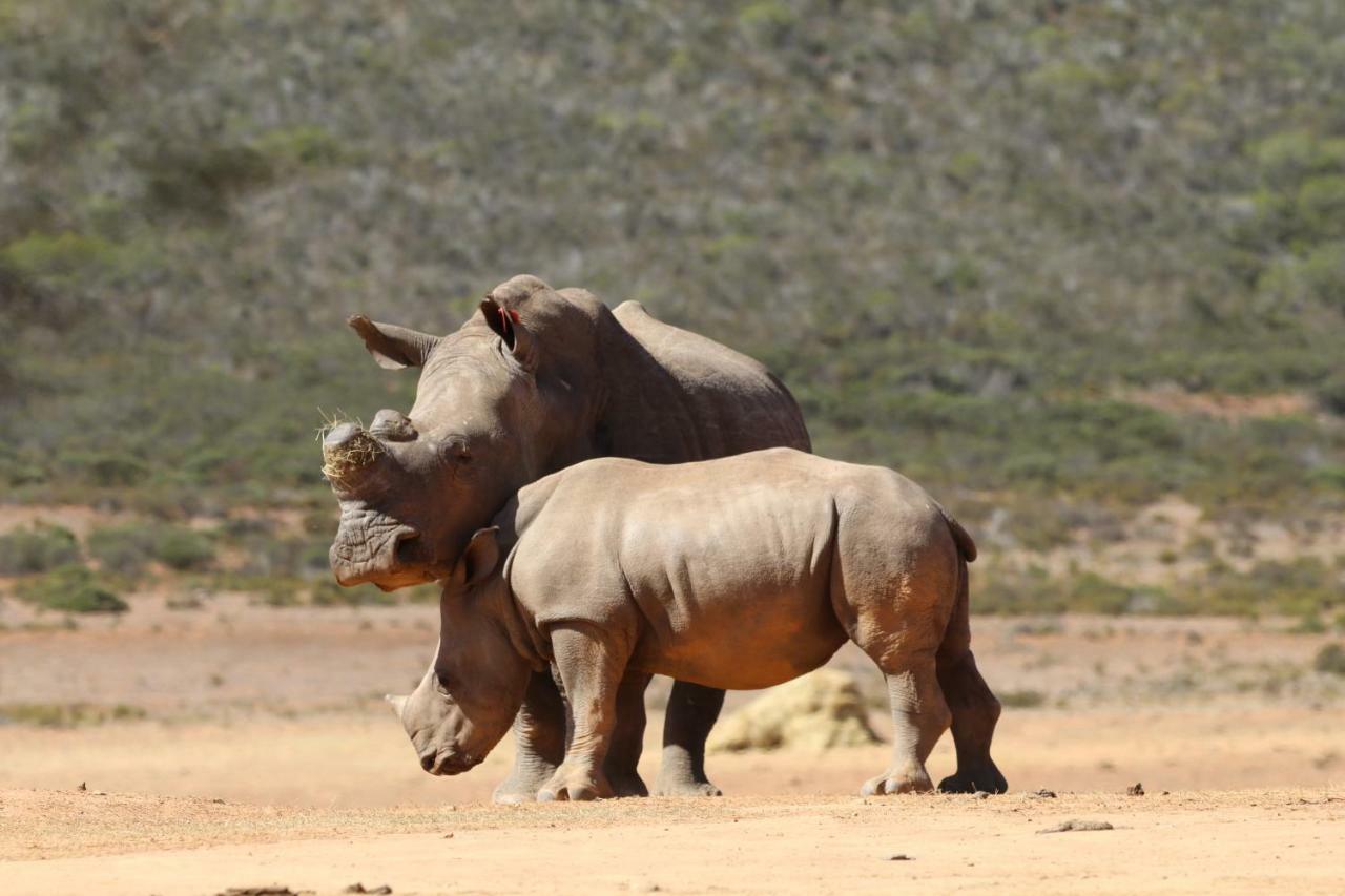 Indalu Game Reserve Boggomsbaai Exterior photo